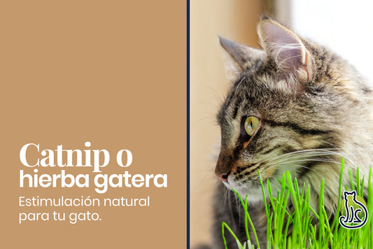 Catnip, hierba gatera o menta gatuna, qué es, para qué sirve y mucho más!